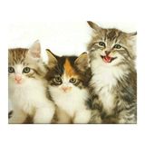 Diamond Pracht Creatives Diamond Painting Set, afbeelding met kattenmotief en accessoires, knutselset om te schilderen met glittersteentjes, voor kinderen vanaf 5 jaar