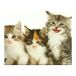 Diamond Pracht Creatives Diamond Painting Set, afbeelding met kattenmotief en accessoires, knutselset om te schilderen met glittersteentjes, voor kinderen vanaf 5 jaar