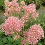 Arborix Ceanothus Pallidus 'Marie Rose' - Amerikaanse sering 40-50 cm in pot