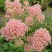 Arborix Ceanothus Pallidus 'Marie Rose' - Amerikaanse sering 40-50 cm in pot