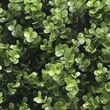 Buitengewoon Boet Buitengewoon de Boet Kunstplanten mat 50x50 cm buxus