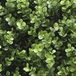 Buitengewoon Boet Buitengewoon de Boet Kunstplanten mat 50x50 cm buxus
