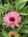 GRDplanten Echinacea 6x Zonnehoed - Echinacea purp. 'Sunseekers Salmon' | 9x9 cm pot