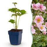 Green boutiQ - Anemone hybr. Kön. Charlotte - Herfst Anemoon - Roze - 6 Planten