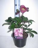 GRDplanten Groendecor Tuinarchitectuur 6x Stinkend nieskruid - Helleborus hybr. 'Anna's Red' | 9x9 cm pot