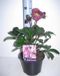 GRDplanten Groendecor Tuinarchitectuur 6x Stinkend nieskruid - Helleborus hybr. 'Anna's Red' | 9x9 cm pot