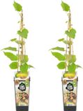 Bloomique Actinidia Deliciosa Jenny Kiwi Plant - Set van 2