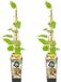 Bloomique Actinidia Deliciosa Jenny Kiwi Plant - Set van 2