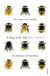 A sting in the tale: my adventures with bumblebees
