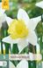 Jub Narcissus melyor 5st JUB