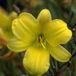 Arborix Hemerocallis 6 x Hemerocallis 'Corky' - Daglelie Pot 9x9 cm - Geelbruine Bloemen
