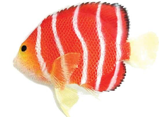 Nobby - Angelfish - oranje - bewegend ornament met glow in the dark effect - 11 x 9 5 CM