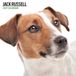 Jack Russell 2027 Moderne kalender