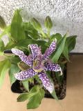 GRDplanten Paddenlelie 6x Tricyrtis hirta | 9x9 cm pot