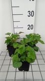 GRDplanten Groendecor Tuinarchitectuur 6x Klokje - Campanula takesimana | 9x9 cm pot