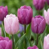 Green boutiQ - 320x Tulipa Prince mix