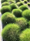 Arborix 6 x Festuca Gautieri - Zwenkgras pot 9x9cm - Delicaat Zwenkgras voor Tuinpracht
