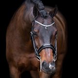Imperial Riding Hoofdstellen Olympia Trens Leer Zwart/Grijs Pony