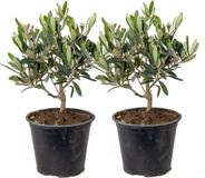 Bloomique Olijfboom Olea Europaea - Set van 2 - Groenblijvend - Winterhard - 30-40 cm Hoog
