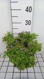 GRDplanten Groendecor Tuinarchitectuur 6x Klokje - Campanula lact. 'Pouffe' | 9x9 cm pot