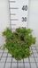 GRDplanten Groendecor Tuinarchitectuur 6x Klokje - Campanula lact. 'Pouffe' | 9x9 cm pot