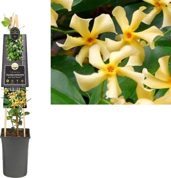 Van der Starre Klimplant Trachelospermum Star of Toscane - Gele Jasmijn