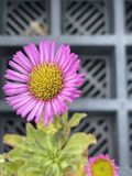 GRDplanten Groendecor Tuinarchitectuur 6x Fijnstraal - Erigeron glaucus 'Sea Breeze' | 9x9 cm pot