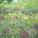 Susan Entwistle Art Alliums Harlow Carr wenskaart, 15 cm x 15 cm, Papier Multi kleuren, 15 x 15 x 1 cm