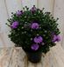 Warentuin Natuurlijk Herfstaster GROOT roze