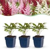 Green boutiQ Astilbe Tricolour Pluimspirea - Paars - Roze - Wit - 24 Planten