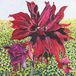 Susan Entwistle Art Black Dahlia wenskaart, 15 cm x 15 cm, veelkleurig, 6-delig