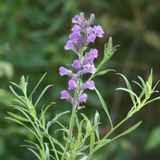 Arborix Linaria 6 x Linaria Purpurea - Vlasleeuwebek pot 9x9cm