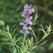Arborix Linaria 6 x Linaria Purpurea - Vlasleeuwebek pot 9x9cm