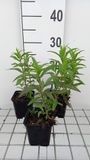 GRDplanten Groendecor Tuinarchitectuur 6x Schildpadbloem - Penstemon hybr. 'Sour Grapes' | 9x9 cm pot