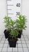 GRDplanten Groendecor Tuinarchitectuur 6x Schildpadbloem - Penstemon hybr. 'Sour Grapes' | 9x9 cm pot