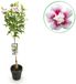 boutiQ Hibiscus syriacus Starburst Chiffon® Plant op stam - Terras Plant - Wit met Roze - 90cm