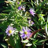 Arborix Aster 6 x Aster Dumosus 'Prof. A. Kippenberg' - Herfstaster pot 9x9cm