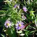 Arborix Aster 6 x Aster Dumosus 'Prof. A. Kippenberg' - Herfstaster pot 9x9cm