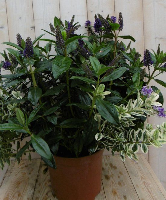 Warentuin natuurlijk Veronica Hebe Andersonii Blauw Bont mix groot