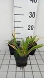 GRDplanten Groendecor Tuinarchitectuur 6x Daglelie - Hemerocallis hybr. 'Little Grapette' | 9x9 cm pot