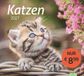 times&more Katzen Bildkalender 2027