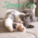 Magnet & Steel Sleepy Cat Kalender 2025 Wandkalender