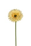 Louis Maes Gerberasteel l58 cm geel kunstbloem zijde nepbloem