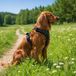 Belviona harnais anti-traction pour chien, harnais Y rembourré pour chiens avec poignée de contrôle, réfléchissant et réglable, taille S, noir