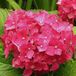Arborix Bol Hydrangea Macrophylla 'Deutschland' - Hortensia 25-30 cm in pot