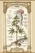 IL TOTUM DELLA CANNABIS