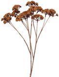 Merkloos Countryfield Kunstbloem Eupatorium L lichtbruin