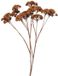 Merkloos Countryfield Kunstbloem Eupatorium L lichtbruin