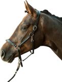 HKM Leren halster -Croco- zwart Cob