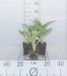 GRDplanten Hartlelie 6x Hosta hybr. 'Big Daddy' | 9x9 cm pot